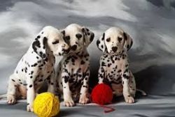 Adorable Dalmatian puppies for good homes