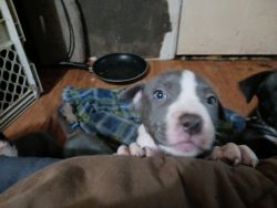 Pitbull Puppies blue