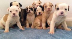Alapaha Blue Blood Bulldog Puppies For Sale Now