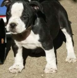Amazing Alapaha Blue Blood Bulldog Pups Re-homing