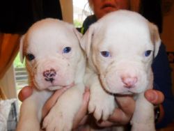 Outstanding alapaha Litter Available