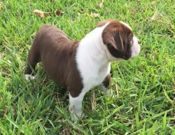 Alapaha Blue Blood Bulldog Puppies For Re-homing