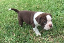 outstanding lovely alapaha puppy for sale