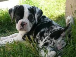 Alapaha Blue Blood Bulldog pups for sale