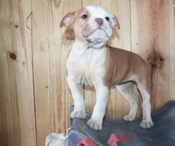 Alapaha Blue Blood Bulldog puppies available for sale