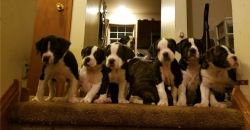 Alapaha Blue Blood Bulldog puppies with all shots till date ready to g