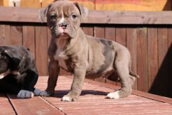 (ready For There New Homes) Alapaha Puppies