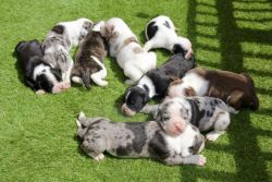 alapaha blue blood bulldog puppies for sale