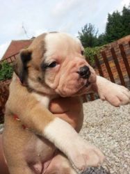 alapaha blue blood bulldog for sale at stunnig prices