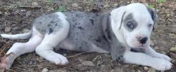 Bright eyes Akc Male& female Alapaha Blue Blood Bulldog Puppies For Sa