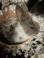 Baby Rabbit For Sale