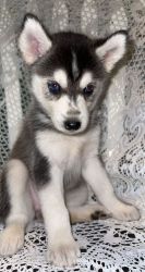 6 wk old Alusky puppy