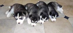 I want to sell my husky puppy
