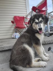 Puppy Husky located in fall river massachusetts