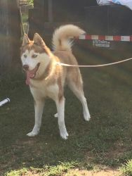 2year old husky for sale
