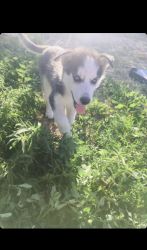 We are selling two three month year old pure husky’s