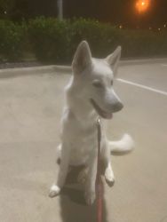 Husky search for new home