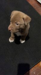 Mixed Puppy for sale named lobo
