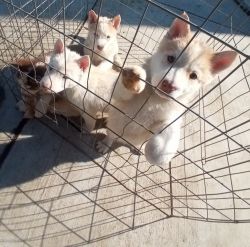 Selling Alaskan Husky Puppies