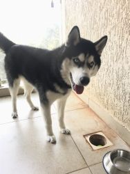 Selling my 6 months Husky male dog
