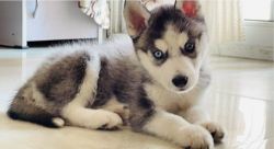 70 days old husky puppy original and high quality breed.