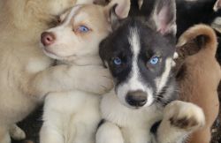 Adorable Alaskan Husky Puppies