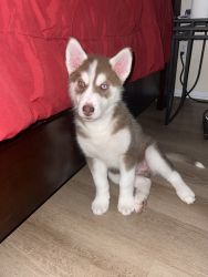 Rehoming husky puppy