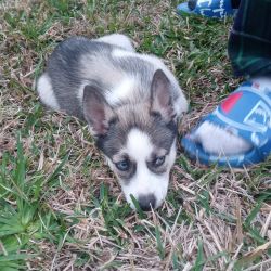 Husky puppy female not spayed purebReed