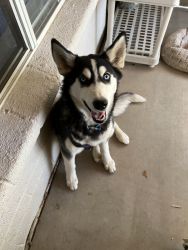 Alaskan husky 5mo puppy, has all shots, excellent with kids and other