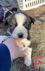 Adorable husky/lab puppies looking for someone to love!