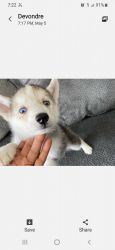 Husky puppies need a forever home