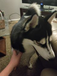 Huskey for sale