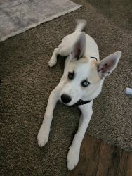 Selling husky, brown and blue eyes. White