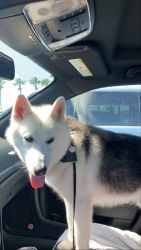 Mixed Husky forsale