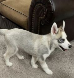 A6 month old male husky