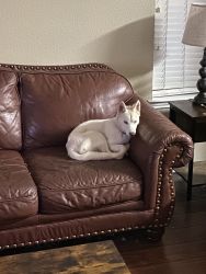 Alaskan Husky - Must go to an excellent home