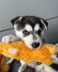 Siberian Husky pups ready for a forever home