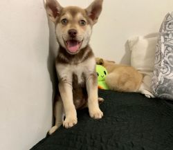 9 Week Old Husky Puppy For Sale