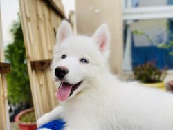 4month old pure white male husky blue eyes
