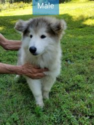 Siberian and Alaskan huskies mix puppies