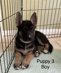 Belusky Puppies for sale