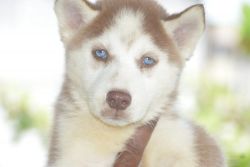 Husky blue eyes female puppy available for sale !! Transport available