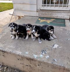 Husky and Golden Retriever mix puppies for sale