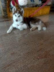 6 Months old Husky very active and fully vaccinated