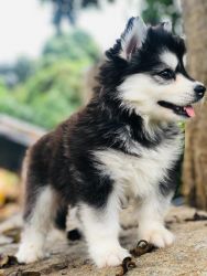 Husky male puppy aged 9 months