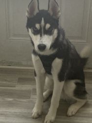 Husky boy (6 months)