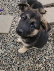 Husky and Shepherd mix, 8 weeks, communicative and active puppy.