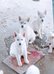 Shepsky puppies for sale
