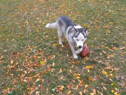 1 year old male husky