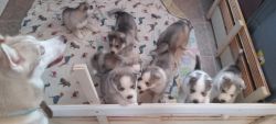 Alaskan puppies for sale [Alusky]